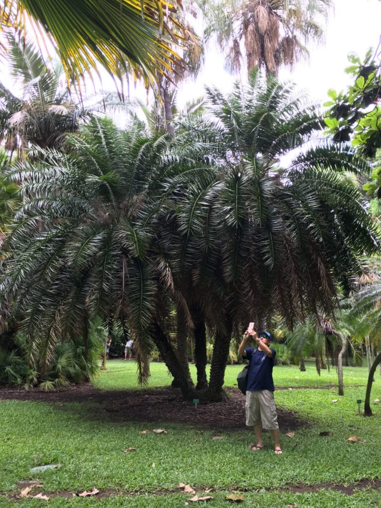 フォスター植物園　Palm Gardenのヤシの木