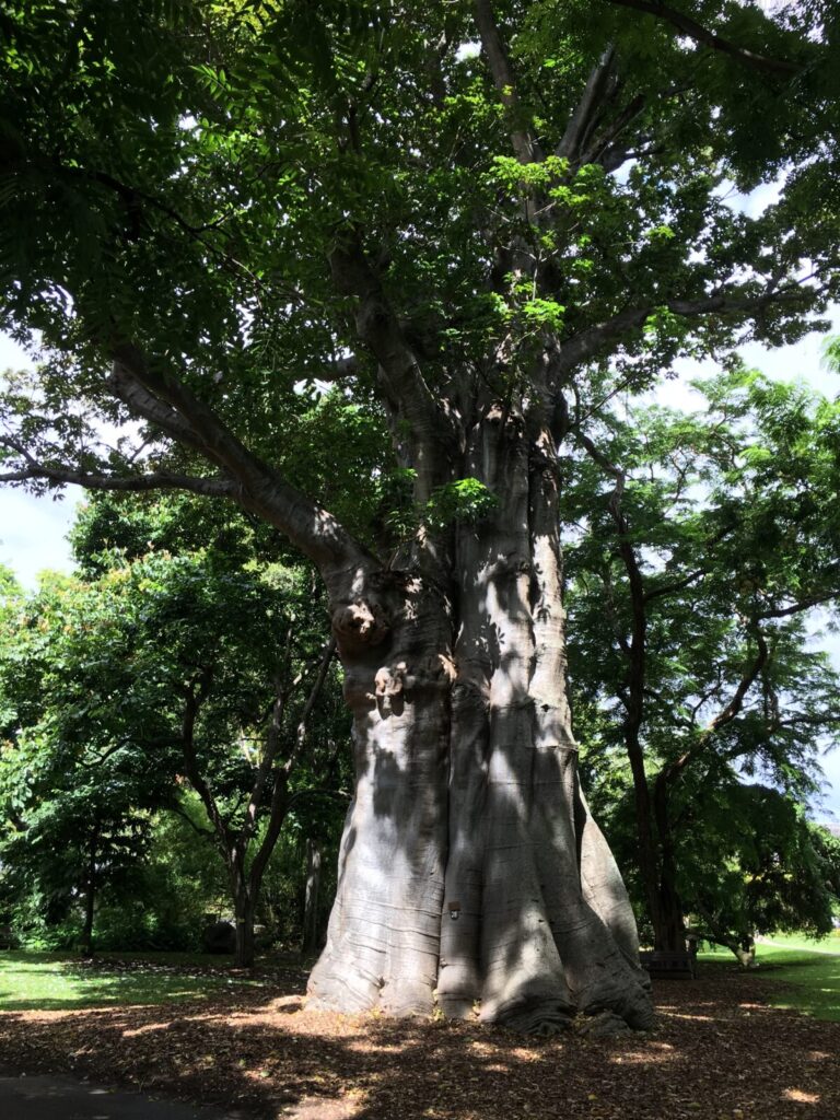 フォスター植物園　バオバブの木