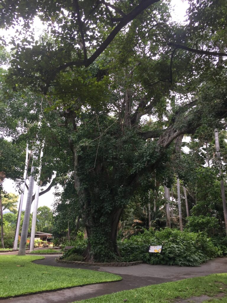 フォスター植物園　樹齢100年以上の菩提樹の木