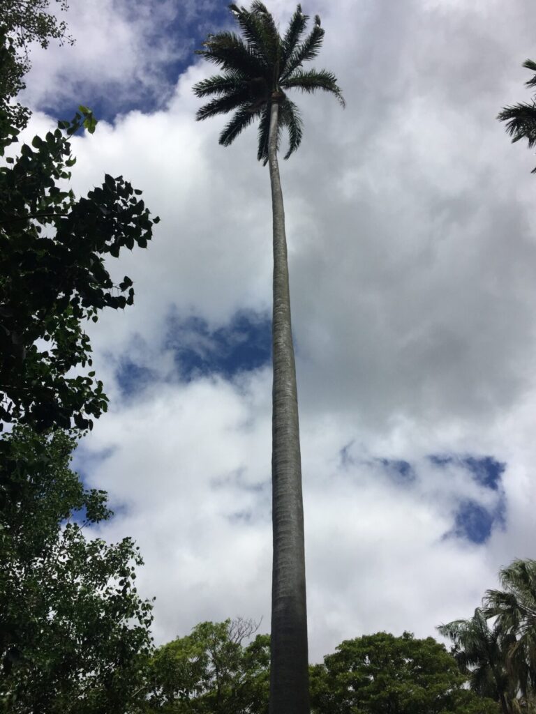 フォスター植物園　カリブ・ダイオウヤシ  Caribbean Royal Palm
世界で一最も高い木