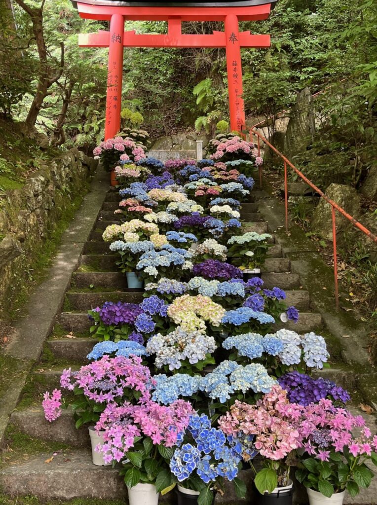鳥居の前の階段に並べられた紫陽花の鉢